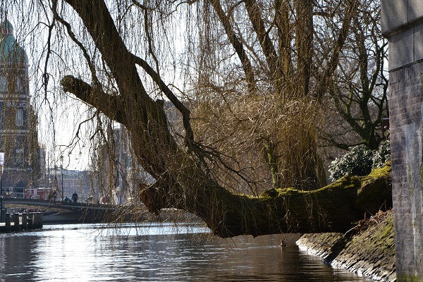 L'ARBRE