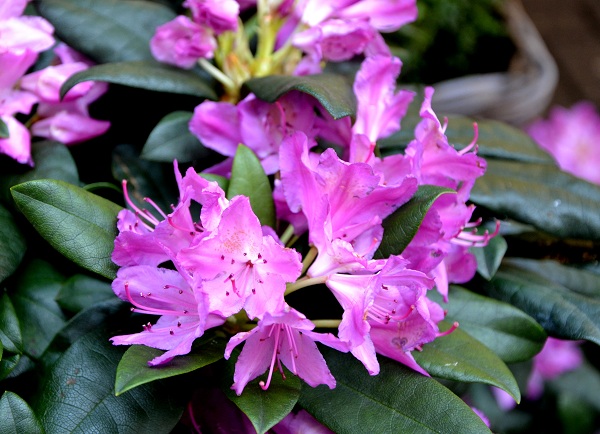 fleurs