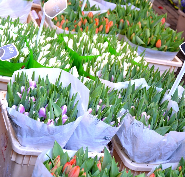 Tulipes