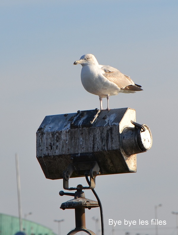 La mouette nous dit au revoir