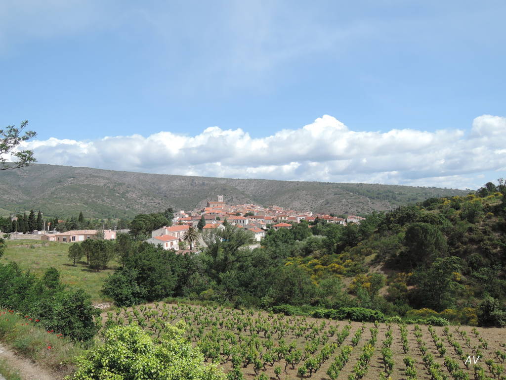 sur la route des vins Côtes du Roussillon